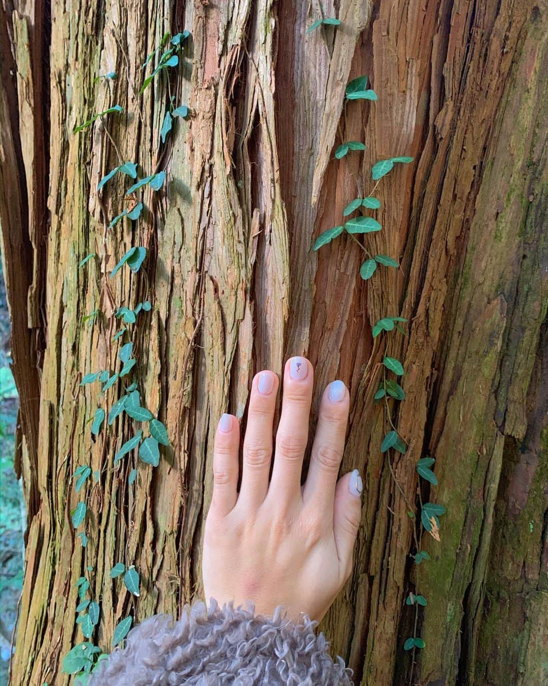 和希詩織さんのインスタグラム写真 - (和希詩織Instagram)「#triples #ibaraki#yoga . . 茨城県北の旅の続き🍁🏞 他の写真も見てね👉👉👉📸 . . 塩の道でプチトレッキング🚶‍♀️🏔 滝と大自然とトレッキングが 快適にプチ運動できてマイナスイオン補給完了😋📸 . . 森林の光の入り方すごいキレイ👏 . . 木に触れてカラダの電磁波をデトックス🌲 頭つけたらすごいスッキリした🤭 ほんとに電磁波とか吸ってくれるのかも😍 . . . 天馬夢( @amamu_official )ってところが凄すぎるスポットで✨ ☑️泊まれて ☑️ヘルシーな食事 ☑️ジム🏋️‍♀️ ☑️大自然一望しながらのヨガ🧘‍♀️ ☑️エステ ☑️乗馬 . . . 盛りだくさんなヘルスリゾートで 建物もオシャレで一気にキレイになれそうな宿で女子力向上に持ってこいだし🤭💕 とんでもない美容スポットが高萩にあってビックリ‼️ . . . 見ての通り紅葉の絶景を見ながらのヨガ最高にスッキリと心も洗われたし癒された🥺💕 . . . こんなとこで女子会したい😍 美容ツアーよ😋👏 間違いなく時間持て余さない💯 . . . ちなみに駅から送迎してくれるらしく東京からでもめちゃくちゃオススメすぎる所よ🤫💕 . . . . . . . . #茨城観光 #高萩#天馬夢 #美容垢 #ヨガ#ヨガレッスン#ヨガのある暮らし #滝#マイナスイオン#お出かけスポット#tabijo#旅したくなるフォト #たびじょ#女子旅#絶景#ヘルス#茨城県」12月3日 19時04分 - kazukishiori