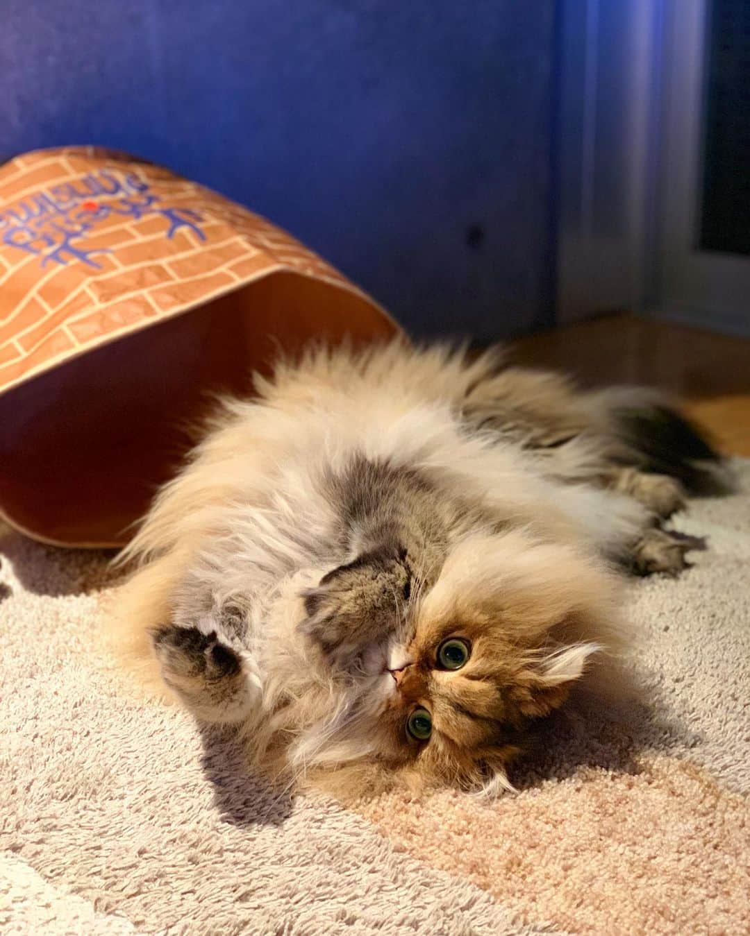 にこさんのインスタグラム写真 - (にこInstagram)「Relaxing on the heated floor carpet🙃 ホットカーペットつけると 離れない。  #cat #electriccarpet #heatedfloormats  #wintercoat #猫 #冬毛 #ホットカーペット #ゴロゴロ」12月3日 19時04分 - nikon.neko.official