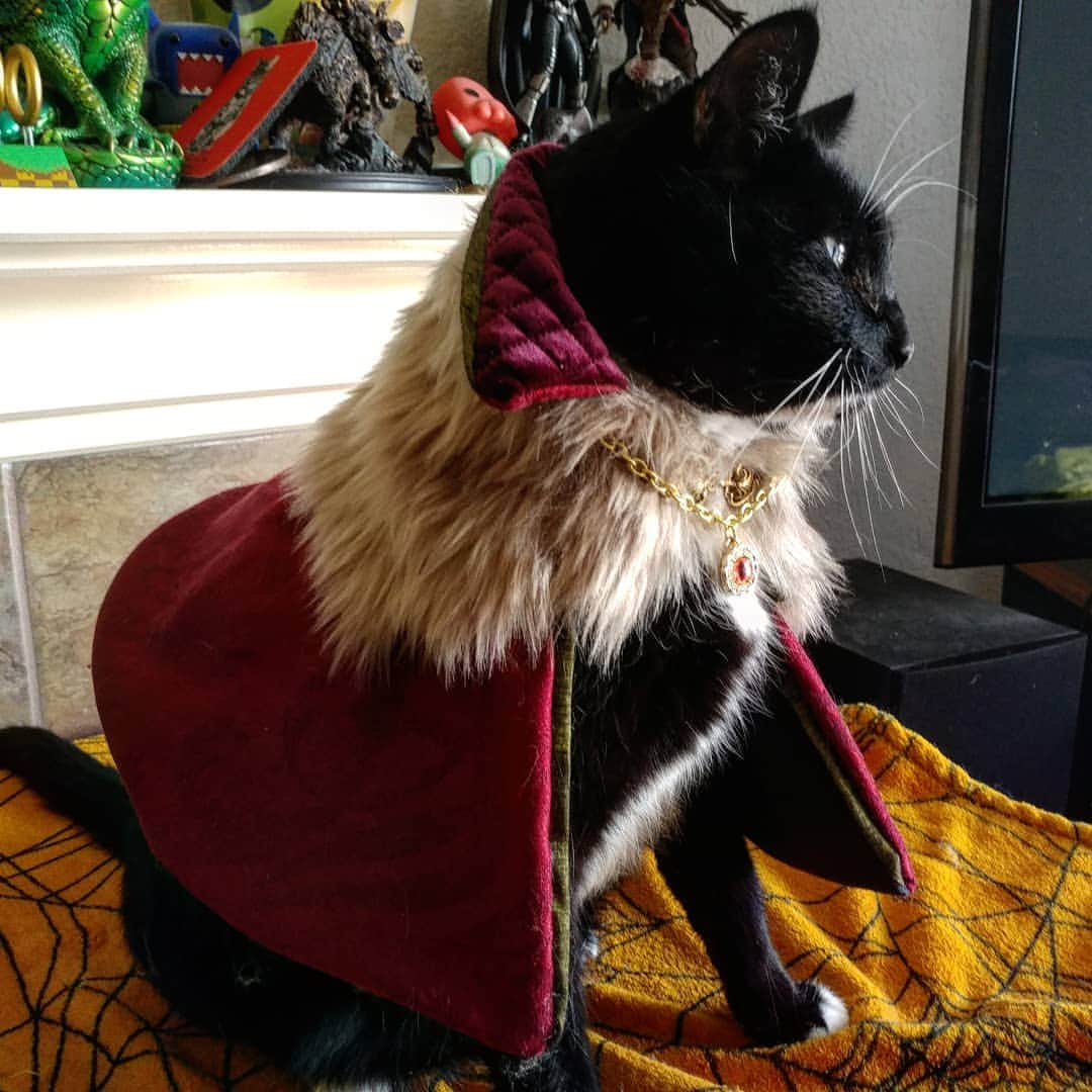 猫コスプレさんのインスタグラム写真 - (猫コスプレInstagram)「The world needs more cats in villainous cloaks.」12月4日 5時40分 - cat_cosplay