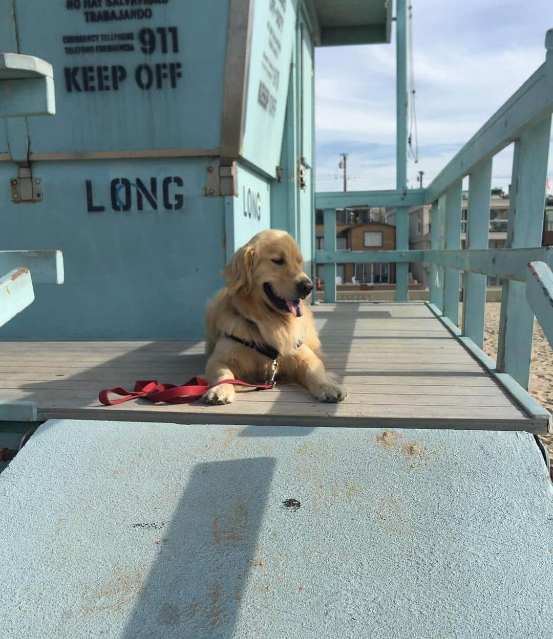 エリン・アンドリューズさんのインスタグラム写真 - (エリン・アンドリューズInstagram)「My beach boy」12月4日 5時56分 - erinandrews