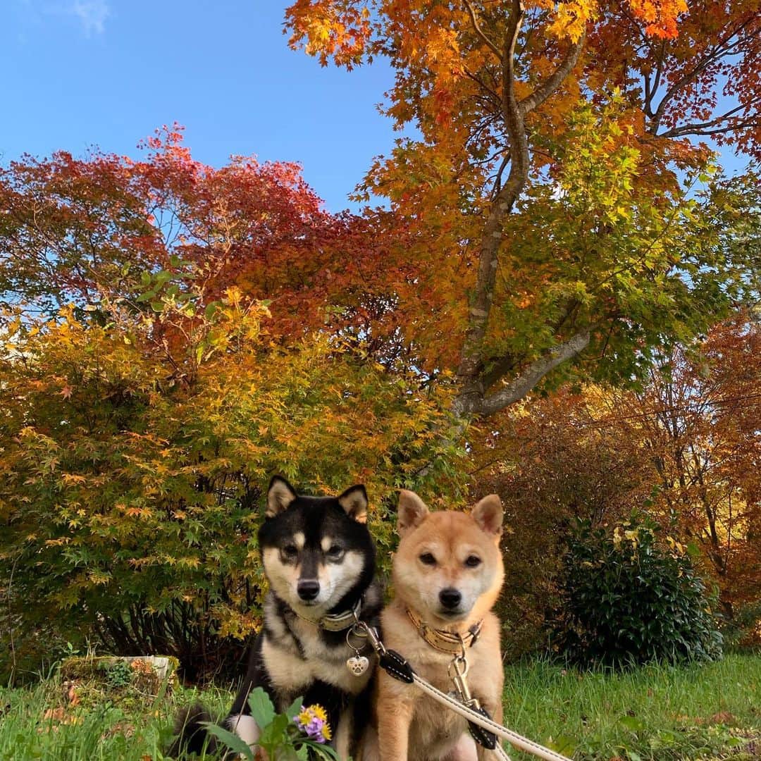 豆柴なつ&ふゆのインスタグラム