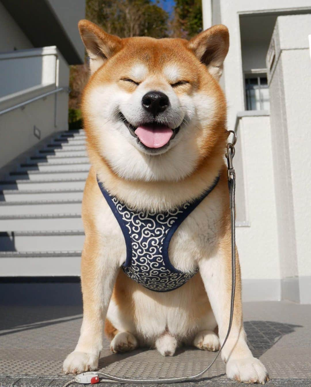 shibainu berryのインスタグラム