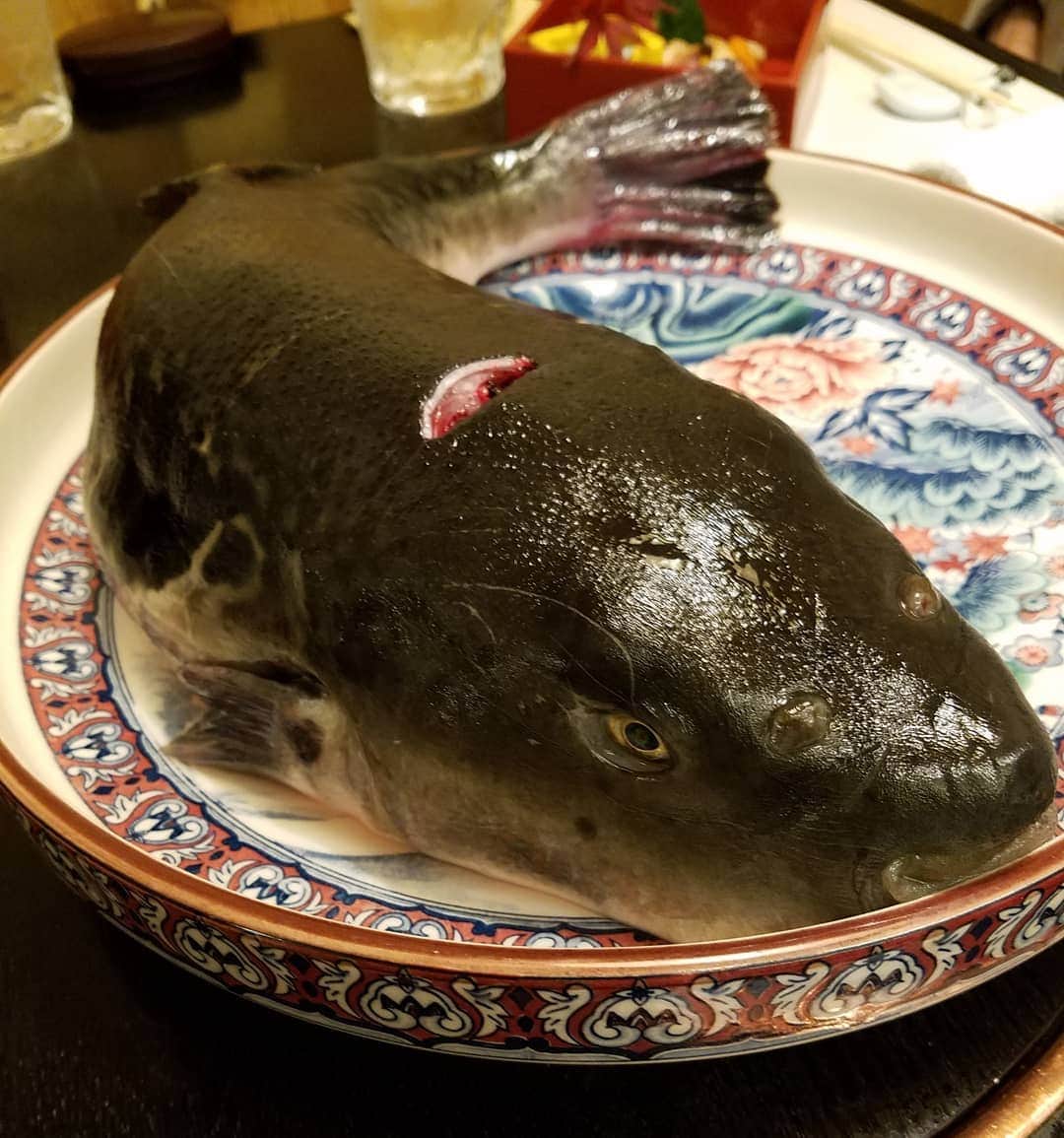 勝田一樹のインスタグラム：「フグ🐡のシーズン到来🐡✨ 本体はかなりグロいですが😱 味はサイコーですね🎵 日本人で良かった感満載💓  #勝田めし #勝田一樹  #kazukikatsuta  #ふぐ  #法善寺浅草  #法善寺横丁  @houzenji.asakusa1937」