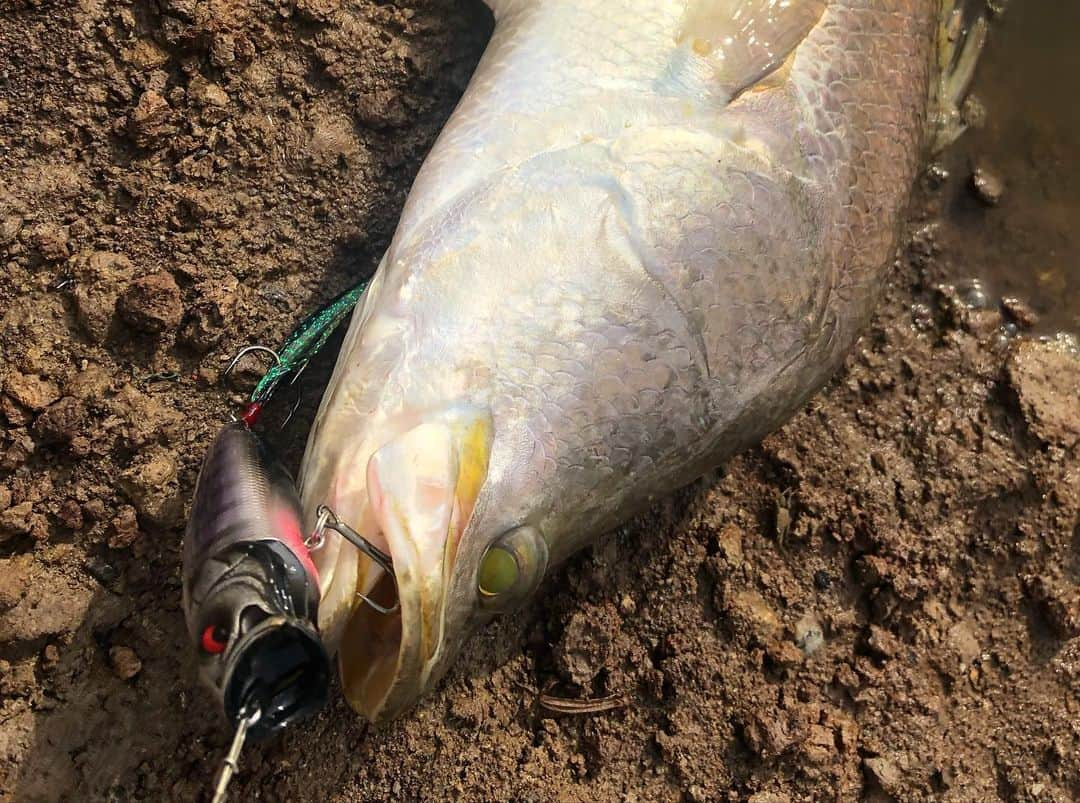 高本采実さんのインスタグラム写真 - (高本采実Instagram)「🐟 マレーシア釣行　振り返り 3日目🇲🇾 1日目最初に来たJUGRAへ再来👾 狙いはバラマンディ 。 魚の活性もガラッとかわり 今日ならいける！ てことで、 色んなブンブンオリカラルアーを使い 見事にバイト&キャッチ‼️ . ヒットルアーは メガバス　ポップマックス ハグレギル（ブンブンオリカラ） . 他にもバイトがきたルアーは ◆nekosogi  月夜の兎 ◆サイレントアサシン　ロッキーショアクリアーオレンジ/ピンク ◆スイングインパクト　ウィードレイクスペシャル . バラマンディ、やっぱりこの 黄金の目、ゴールドアイが カッコイイなぁ〜🤩 引きも強烈⚡︎⚡︎ . マレーシアでは養殖も盛んな 高級魚バラマンディ🐟🌟 プリっふわっとした美味しい白身魚なんですʕ•̫͡•ʔ . . . . . #マレーシア #Malaysia #Jugra #bandar #fishing #バラマンディ #barramundi  #GT #グルーパー #高級魚 #怪魚釣り #海外釣り #つり具のブンブン #オリカラ #ルアー #lure #lurefishing  #釣り #釣り好き #釣りガール #fishinggirl #钓鱼 #高本采実 #あやみん #ayamistagram」12月3日 21時52分 - ayami__summer