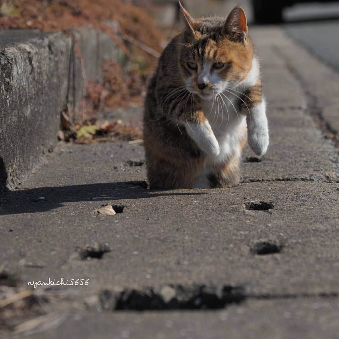 路地裏のにゃん吉のインスタグラム