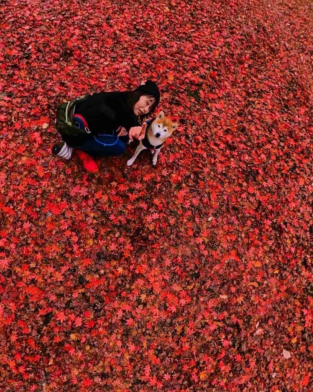 BlackRed shibasさんのインスタグラム写真 - (BlackRed shibasInstagram)「Japanese red maple carpet.🍁 Beautiful place. . 美しい場所でした。 もう紅葉は散ってしまって 空は寂しく絨毯もギリギリかな… でも、鶏足寺並みの紅葉の絨毯でした。 . Thanks! @qooraramama . . .  Photo #gopromax  @GoPro @GoProJP @270pro . . . #neneandmusashi2019 #shibainu #shiba #柴犬 #しばいぬ #dog #日本犬 #lovely #cute #秋色 #autumn #fall #dog #日本犬  #GoPro #ゴープロ  #goprodog #goproのある生活 #goprojp #gopropets #Ginkgo #270pro #besomedoggy #doggo #紅葉#goprodogsquad #goprofamily」12月3日 22時24分 - black_red_jp