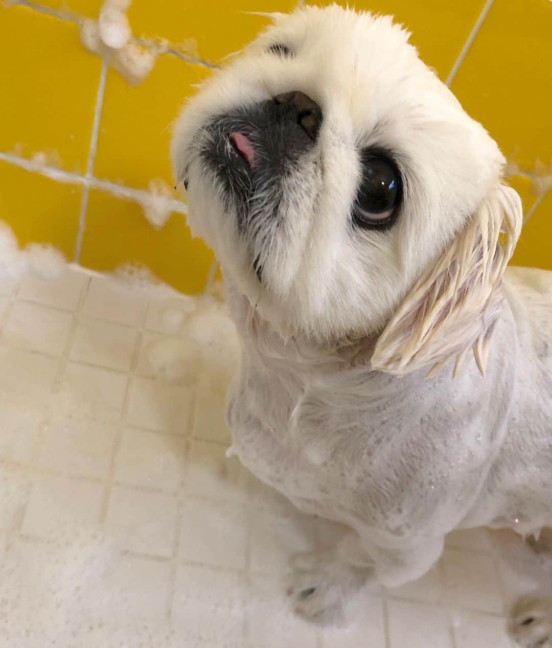 こなつのインスタグラム：「角刈りにーず😂🤭🐶😎💛◽︎◽︎◽︎」
