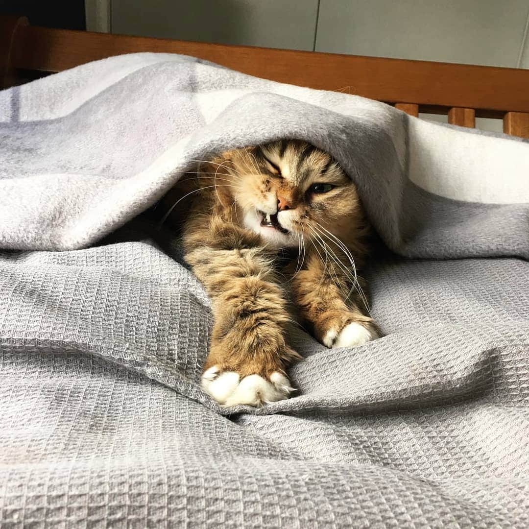 CatStockerのインスタグラム：「Hello! #catstocker is here!  Follow our FURRriend @mooie_maui  Scroll right for more pictures . . . . . #cat #neko #mačka #chat #kočka #котка #kotek #kot #кіт #mače #кошка #кот #katze #gato #gatto #kissa #kattunge #猫 #고양이 #貓 #kedi #köttur #kissanpentu #חתול #кішка #kedicik #кошеня #gattino #子猫」