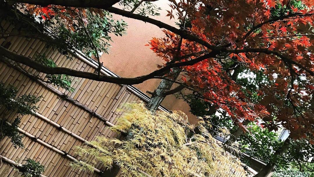 佐々木洋平さんのインスタグラム写真 - (佐々木洋平Instagram)「庭の紅葉🍁が紅葉したのでペタリ  #庭  #庭のある暮らし  #庭のある風景  #紅葉」12月3日 22時38分 - panicrew_yohey