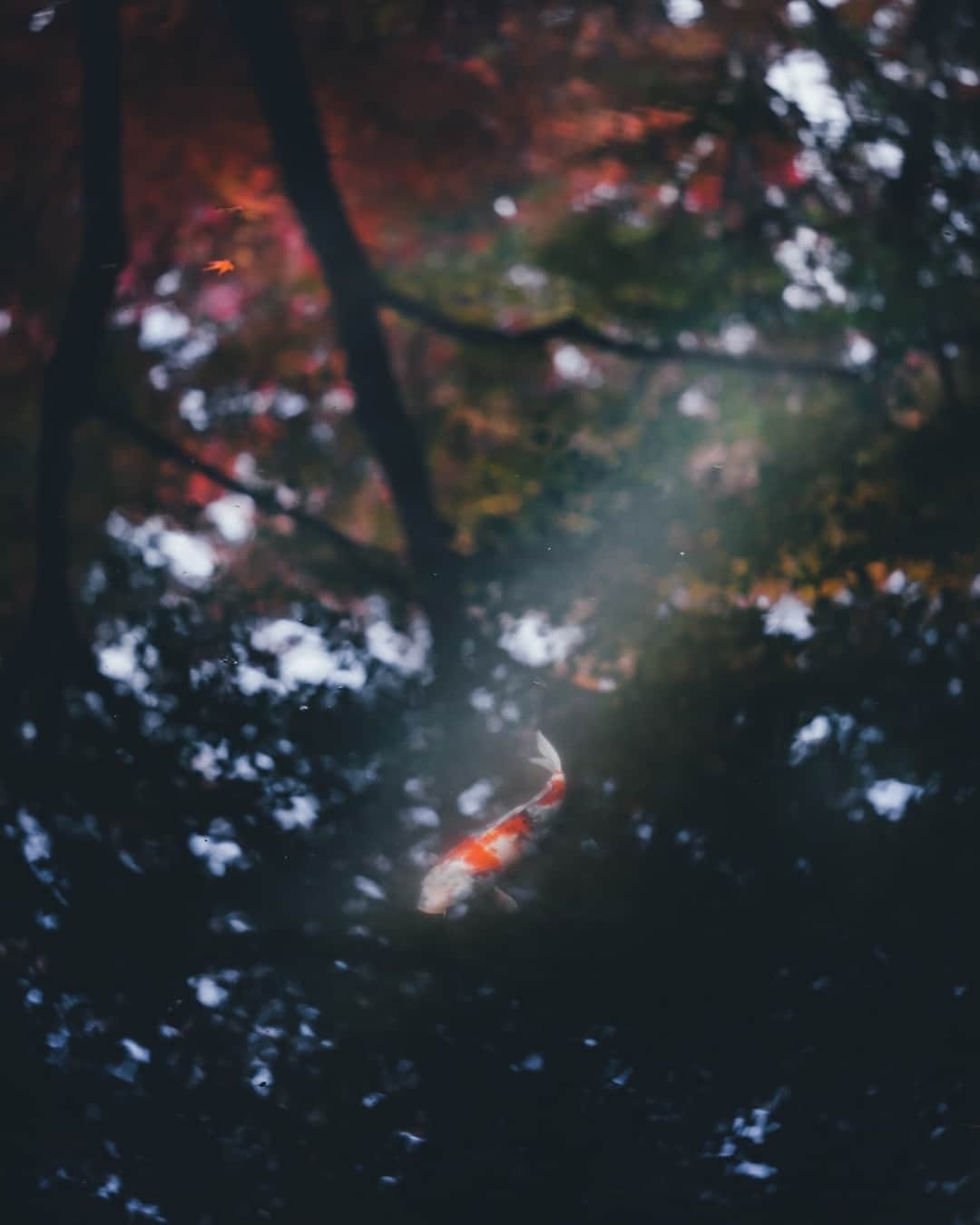 Takashi Yasuiさんのインスタグラム写真 - (Takashi YasuiInstagram)「Autumn in Kyoto」12月3日 22時39分 - _tuck4