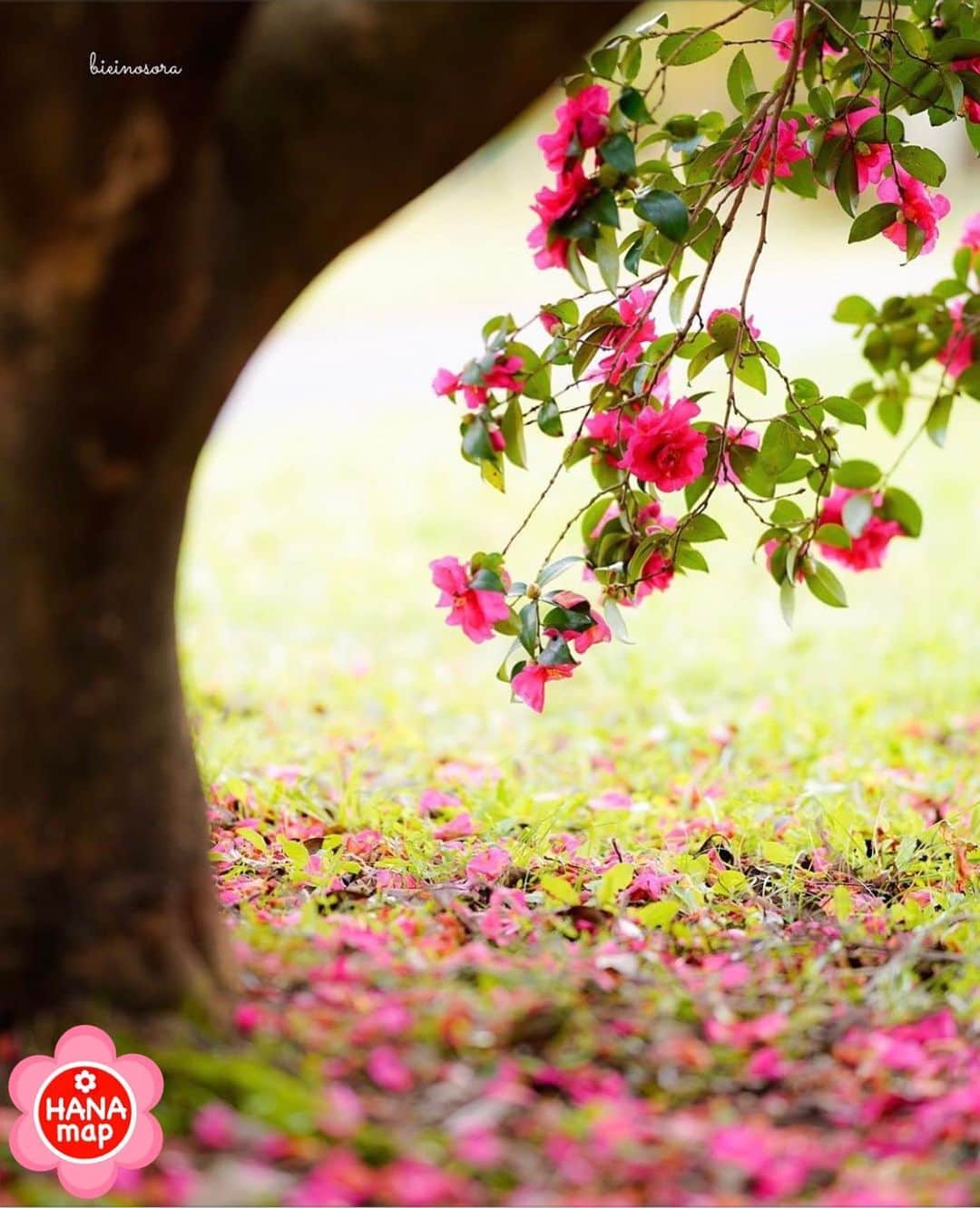 はなまっぷ❁日本の花風景さんのインスタグラム写真 - (はなまっぷ❁日本の花風景Instagram)「🌸はなまっぷ🌸 * @hanabiei さんの  花のある風景に花まるを💮 * 初冬をしっとりと彩る美しい山茶花をありがとうございます😊🌸 * 東京 #昭和記念公園 Showa Kinen Park, Tokyo. * 🌼サザンカの花言葉📝🌼 困難に打ち勝つ、ひたむきさ * 見頃を過ぎている場所もご紹介しています。お出かけの際はHP等で最新の情報をご確認くださいね🙏🌸 * 🌸•••🌸•••🌸•••🌸•••🌸•••🌸 * いつも素敵なお花をありがとうございます😊 日本の花のある風景にタグ付けしてください🌸 お花があれば何でもOKです💓 * #はなまっぷ * #日本の美しい花風景#花のある風景#花#サザンカ#山茶花」12月3日 22時42分 - hanamap