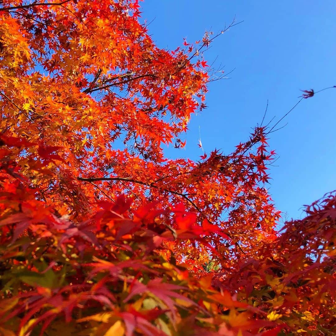 vo_coのインスタグラム：「🍁 気付けば師走 家の目の前の大きな公園を毎日こたつと散歩してた頃は、季節の移ろいを日々感じてたけど、住宅街散歩メインになるとそれをあまり感じられず… たまに季節を感じる場所に行くと急に季節が変わったかのような錯覚に陥る 今年は秋をあまり感じる余裕なかったけど、ギリギリいい紅葉見れた気がします」