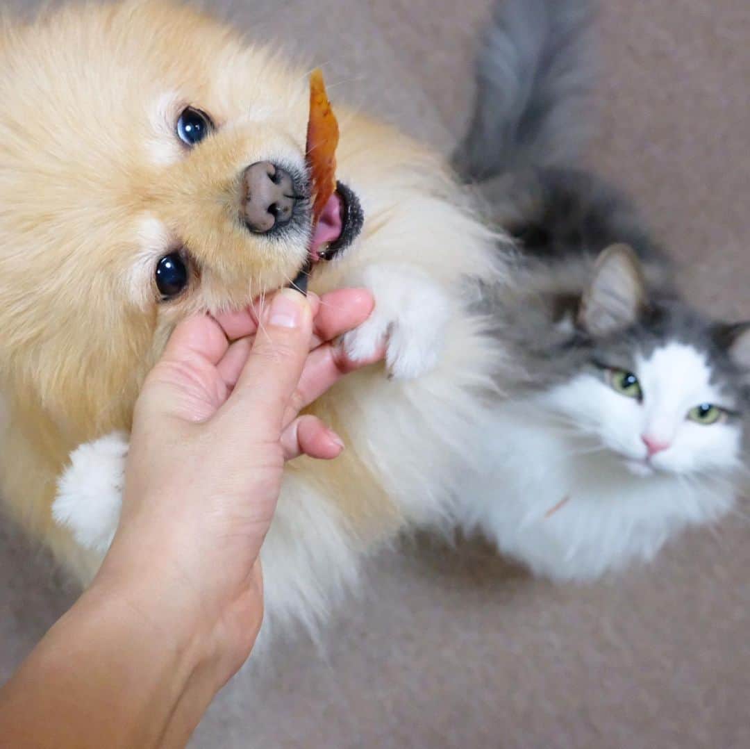 Hanaさんのインスタグラム写真 - (HanaInstagram)「ブログ更新しました♪ プロフィールから飛べます🚀 http://kedamakyoudai.blog.jp/ * ペット用#宗田節 🐟 * * #NorwegianForestCat#Pomeranian#japan#catlover#doglover#dogs#cat#Kawaii#fluffy#pom#fluffydog#catsofinstagram#dogsofinstagram#fluffycat#ノルウェージャンフォレストキャット#ポメラニアン#pecoいぬ部#ペコねこ部#犬と猫のいる暮らし#かわいい#cute#cutecat#cutedog#funny#funnydog#funnycat#いぬのきもち#ねこのきもち#ライブドアインスタブロガー」12月3日 22時52分 - mofu2family