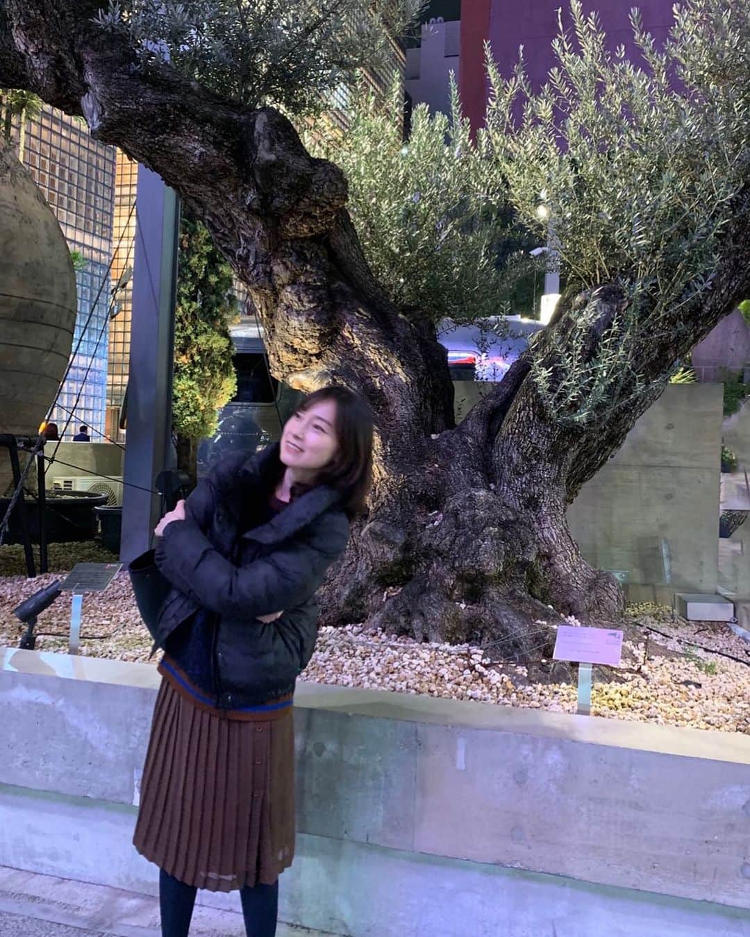 小橋めぐみのインスタグラム：「銀座にあるオリーブの木。 なんだか好き。」