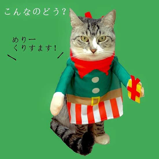 maki ogawaさんのインスタグラム写真 - (maki ogawaInstagram)「I found the clothes for cats at #3coins in Japan.It's cute but I can't stop laughing🤣🤣﻿ --------------------﻿ 3coins で、ペット用のお洋服を見つけました。可愛いんだけど、笑いが止まりません🤣🤣🤣 ﻿ ❤︎❤︎❤︎❤︎❤︎❤︎❤︎❤︎❤︎❤︎❤︎❤︎❤︎❤︎❤︎❤︎❤︎❤︎❤︎❤︎❤︎❤︎❤︎﻿ #猫 #kitten #cat #instacat #ねこ部 #pet #catstagram #ilovemycat  #happy #黒猫 #blackcat #kitty ##catlove #さばしろ #catlover #にゃんこ #保護猫 #保護猫と暮らす #にゃんスタグラム #iphonexsのカメラすごい #silvertabby #blackcatlover #多頭飼い猫 #sippo #朝ワンコ夕ニャンコ　#merrychristmas #cosplaycat #cosplaycats」12月3日 23時04分 - cuteobento