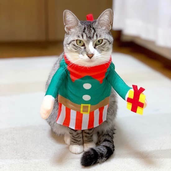 maki ogawaさんのインスタグラム写真 - (maki ogawaInstagram)「I found the clothes for cats at #3coins in Japan.It's cute but I can't stop laughing🤣🤣﻿ --------------------﻿ 3coins で、ペット用のお洋服を見つけました。可愛いんだけど、笑いが止まりません🤣🤣🤣 ﻿ ❤︎❤︎❤︎❤︎❤︎❤︎❤︎❤︎❤︎❤︎❤︎❤︎❤︎❤︎❤︎❤︎❤︎❤︎❤︎❤︎❤︎❤︎❤︎﻿ #猫 #kitten #cat #instacat #ねこ部 #pet #catstagram #ilovemycat  #happy #黒猫 #blackcat #kitty ##catlove #さばしろ #catlover #にゃんこ #保護猫 #保護猫と暮らす #にゃんスタグラム #iphonexsのカメラすごい #silvertabby #blackcatlover #多頭飼い猫 #sippo #朝ワンコ夕ニャンコ　#merrychristmas #cosplaycat #cosplaycats」12月3日 23時04分 - cuteobento