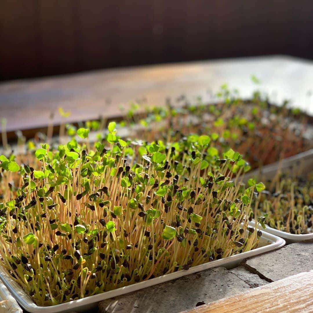 岡野綾夏のグルメインスタ