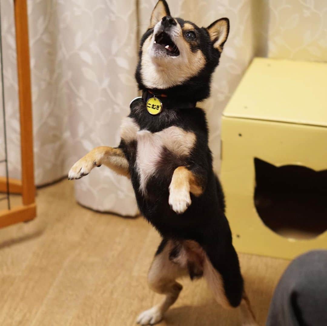 のインスタグラム：「パパちんが帰ってきたら、いつもおもちゃを#持ってこい して、遊んでもらうんだ😆2019.12.3  2020年黒豆柴こむぎの壁かけカレンダー🗓の予約受付中‼️プロフィールから、予約専用サイトに飛べるよ。ぜひ、ボクのカレンダーで新年を迎えてね😉  Komugi’s wall calendar pre-order now‼️ International shipping is available🌏🆗 Please check the link in my profile.  #黒豆柴こむぎカレンダー #黒豆柴 #豆柴 #黒柴 #黑柴 #柴犬 #柴 #まめしば #しばいぬ #mameshiba #kuroshiba #shibainu #shiba #shibalove #shibalovers #shibastagram #shiba_snap #shibasofinstagram #ふわもこ部 #pecoいぬ部 #いぬら部 #proudshibas #thedailyshibainu #ここ柴部 #いぬのきもち #todayswanko #rakutenpet #9gagcute」