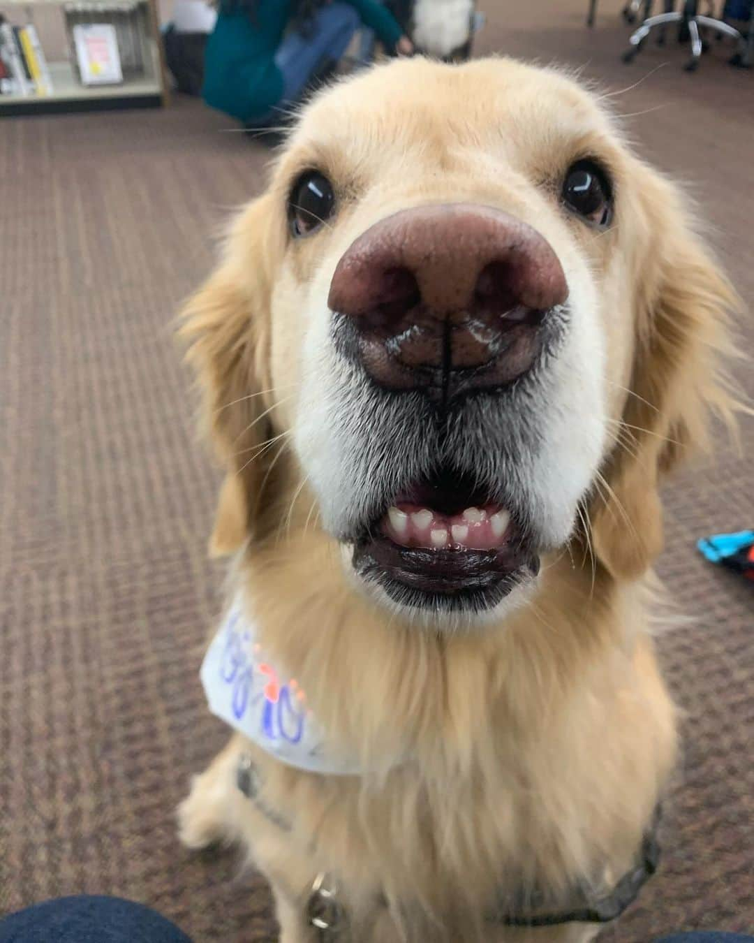 モヒートさんのインスタグラム写真 - (モヒートInstagram)「#teefsouttuesday Boop. ------------------------------- #goldensofig #goldenretriever  #goldenretrieversofinstagram #betterwithpets #dogsofig  #dogsofinstagram #fluffypack #gloriousgoldens #welovegoldens #ilovemydog #goldenlife #bestwoof #ProPlanDog #ilovegolden_retrievers #mydogiscutest #retrieversgram #dogsofcle  #boopmynose」12月4日 0時08分 - mojito_rose_family