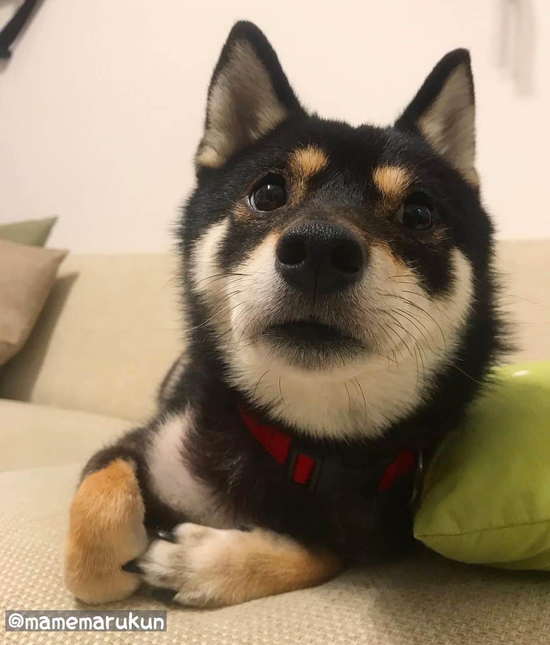 まめ丸のインスタグラム：「* * え❓ まだぼくねないよ🐶❓ * good night🐶💓 * #今日中にやらなきゃいけないイタズラあるし #パパママ先にねてて #お手手がポイント 🐾 * #柴犬#豆柴#柴#黒柴#黒豆柴#犬#日本犬#shiba#shibainu#shibastagram#shibadog#puppy#instadog#dogstagram#dog#instashiba#petstagram#pet#buzzfeedanimals#cute#cutedog#강아지#멍스타그램#weeklyfluff#dailyfluff」
