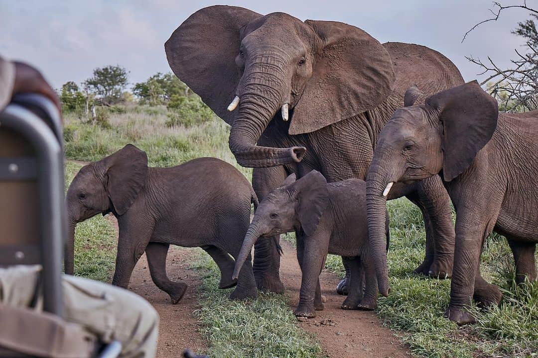 デヴォン・ウィンザーさんのインスタグラム写真 - (デヴォン・ウィンザーInstagram)「The adventures of J and D continue... which animal portrait is your fav?? I can’t decide ! @singita_ #ecotourism #oursingita」12月4日 0時29分 - devwindsor