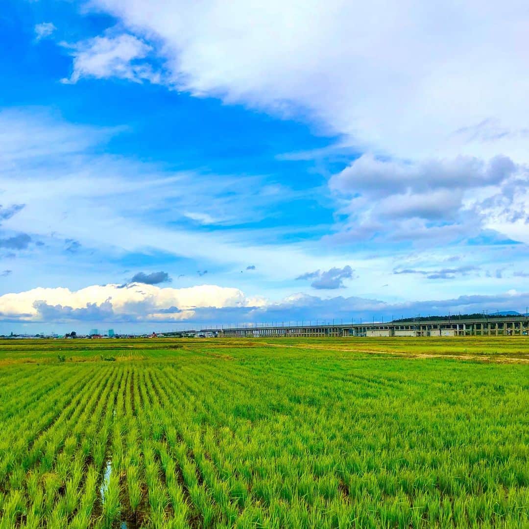 Japanese local photoのインスタグラム：「夏の田園風景を通る新幹線。  #local_japagram #田舎暮らし #田舎の風景 #田んぼ #田園風景 #スローライフ #japantrip #田舎道 #localjapan #新潟」