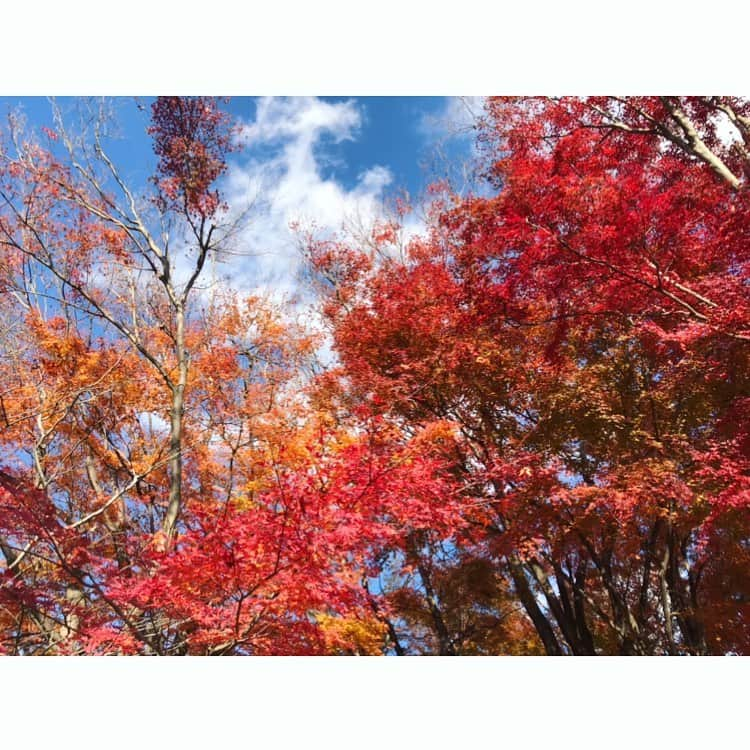 山口未来のインスタグラム：「. It's still autumn🤩🐾🍂 . 山登って、温泉入って、〆はラーメン。  いい日だ☺️💓🤤♨︎」