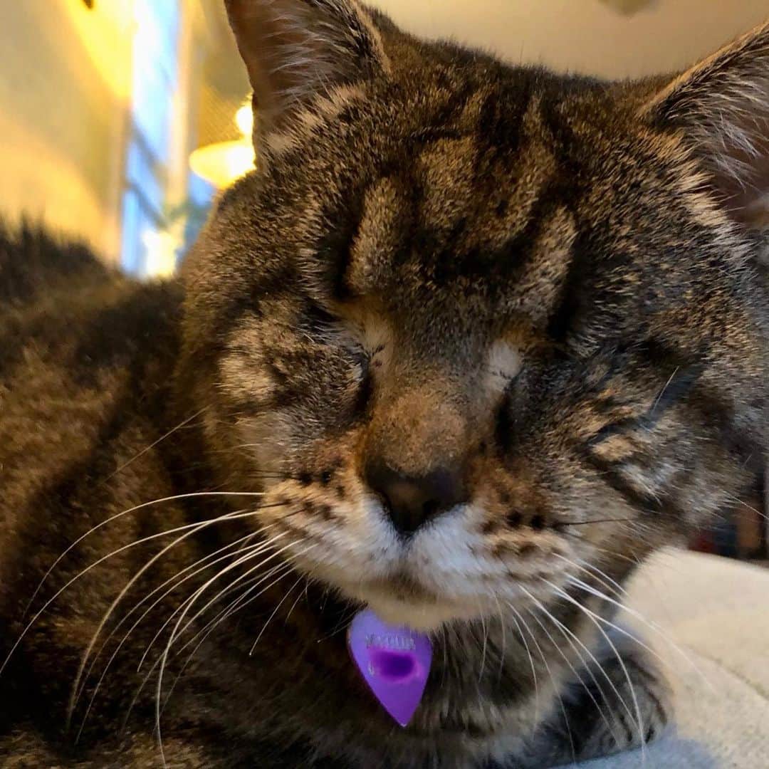 のインスタグラム：「Feeling blue this morning after hearing that @iamlilbub went back to space. 💔 She has always been my hero because she has helped SO many. Hug your pets while you can because we never seem to stay long enough! 💜💜💜💜💜💜💜💜 GOOD JOB BUB! #goodjobbub #catsofinstagram #iamlilbub #thankyou」