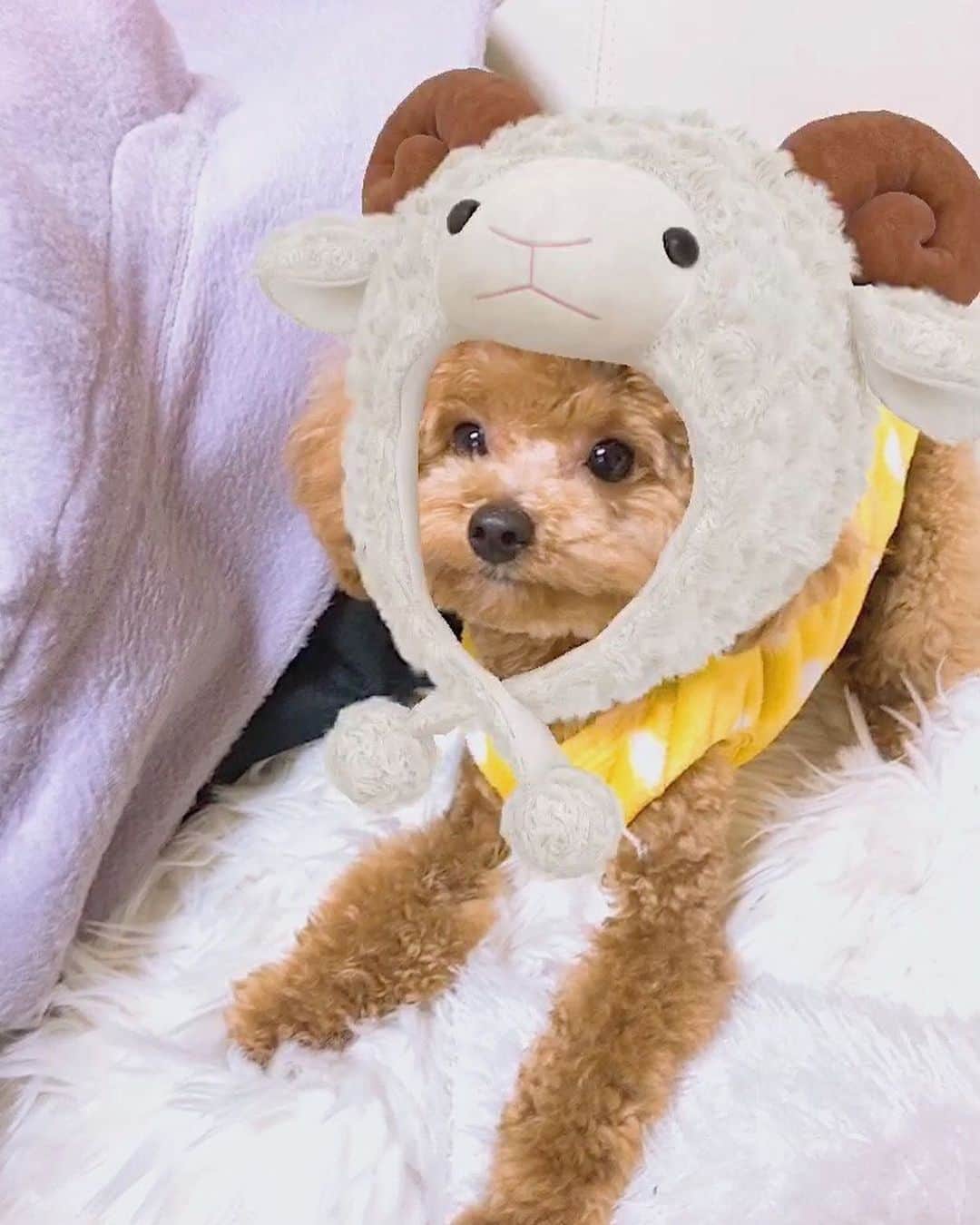 大黒柚姫さんのインスタグラム写真 - (大黒柚姫Instagram)「＊ ティーたんsnowばーじょん😭💗💗💗💗💗💗💗💗 寝る前の癒しにどうぞ❤️ #愛犬　#可愛い　#dog #dogstagram #cute」12月4日 1時18分 - yuzuki_oguro_official