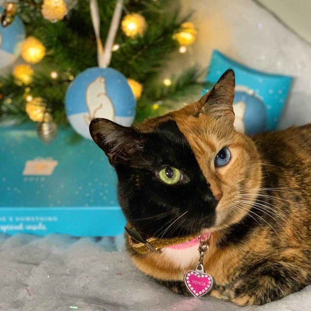Venus Cat さんのインスタグラム写真 - (Venus Cat Instagram)「The best gifts are the kind that keep on giving like this Feastivities ornament set! You keep one, give one to someone special, and @fancyfeastcatfood gives all proceeds to Adopt-A-Pet to help pets in need in honor of #DayofGiving! 🐾 You can get yours by clicking the link in my bio. Happy Holidays! #ad #MyFancyCat #GivingTuesday」12月4日 1時19分 - venustwofacecat