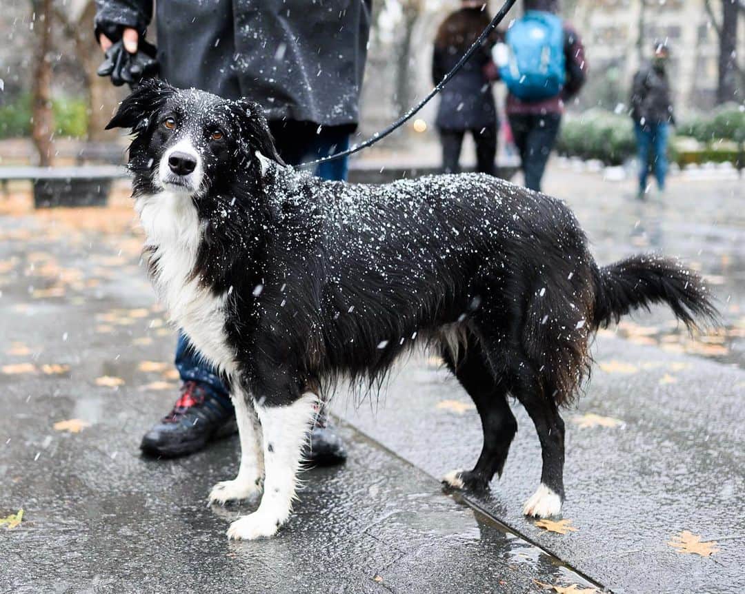 The Dogistさんのインスタグラム写真 - (The DogistInstagram)「Sienna, English Shepherd (10 y/o), Washington Square Park, New York, NY • “She’s very leery of cameras; especially iPhones.”」12月4日 1時44分 - thedogist