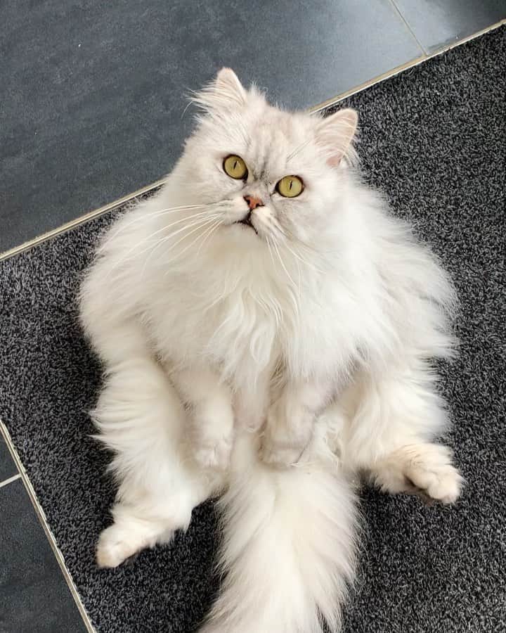 Milkshake the Catのインスタグラム：「This guy.」