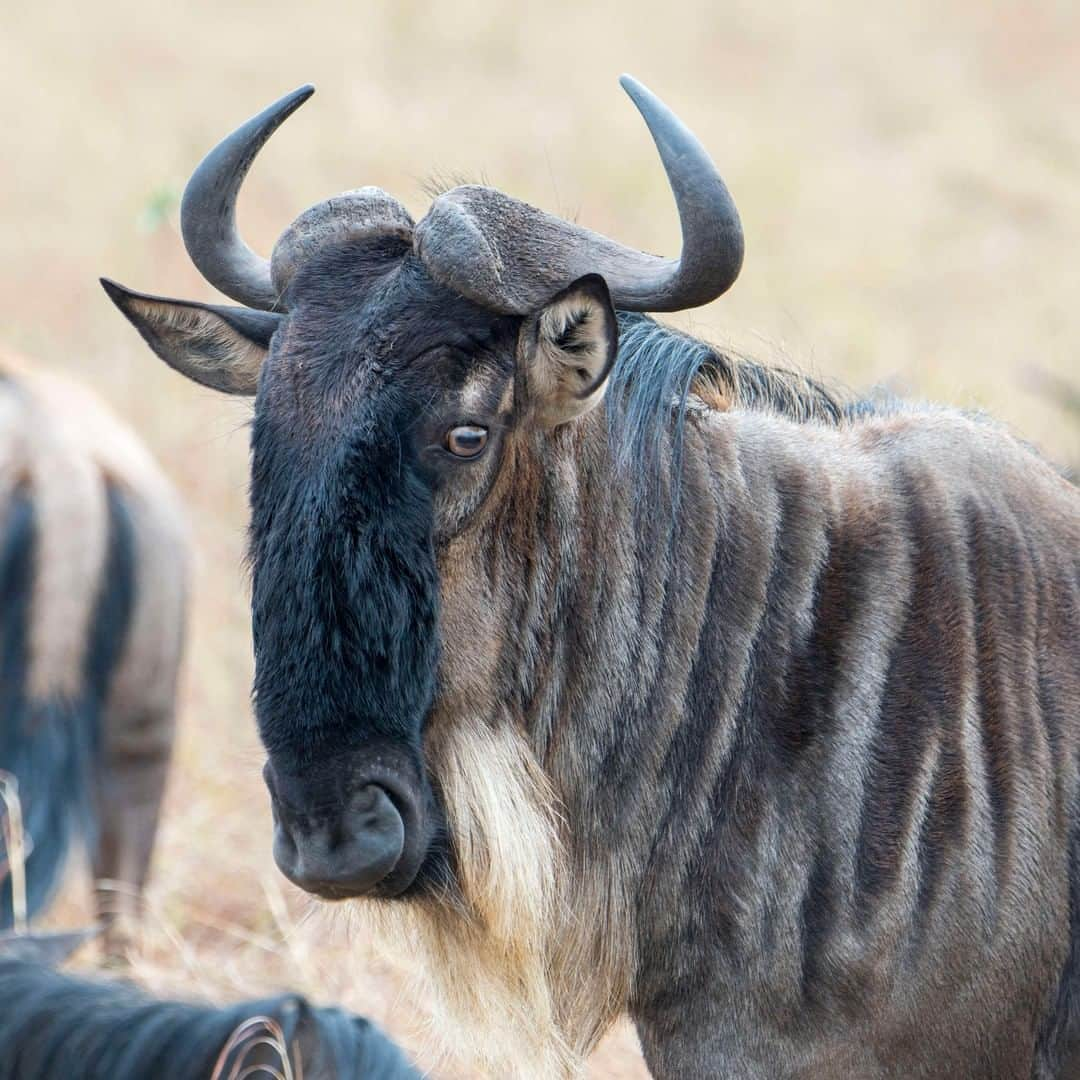 アニマルプラネットさんのインスタグラム写真 - (アニマルプラネットInstagram)「This Wildebeest’s face is a TOTAL MOOD. Wildebeest can run about 40 miles per hour, which is as fast as a CAR! At least they can run to their destinations... . . . . . . #animalplanetupclose #animalsofinstagram #animalplanet #animaloftheday #wild #wildlife #outdoors #animals #wildanimals #conservation #nature #animallovers #instanature #wildgeography」12月4日 2時00分 - animalplanet