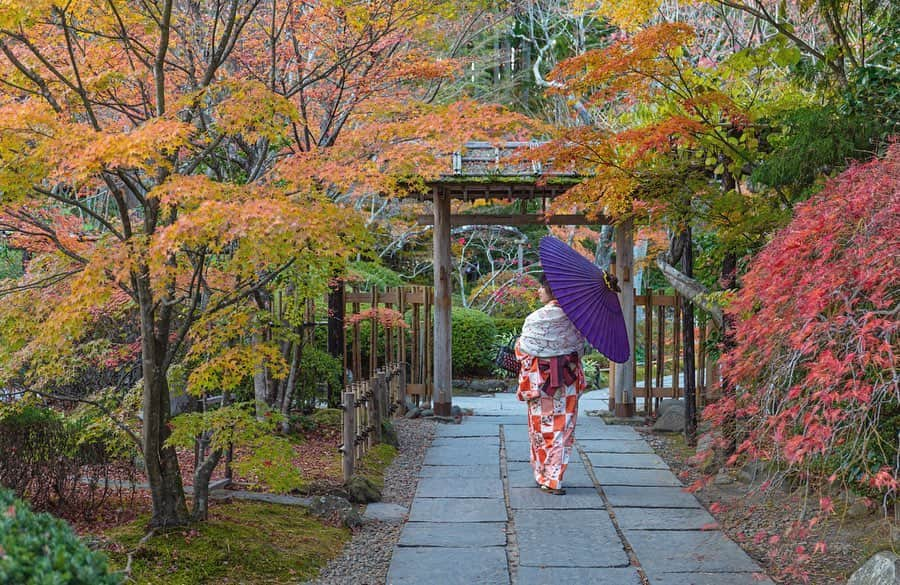 東北女子のインスタグラム：「. #円通院  雖然說穿上了和服，配上任何景點都很美，但円通院是真的超美！  以前只會去欣賞夜楓，但白天的楓葉也是可以逛～很～久 . 📍參拜費：300円 和服在 @rentalkimono_matsushima_umeluv  租的👍  #東北女子travel #和服 #宮城 #仙台 #松島 #松島町 #日本旅遊 #日本旅行 #日本三景 #和服逛松島 #浴衣 #和服體驗 #kimono #matsushima #宮城觀光 #宮城観光 #miyagi #東北 #tohoku #japantravel #miyagitrip」