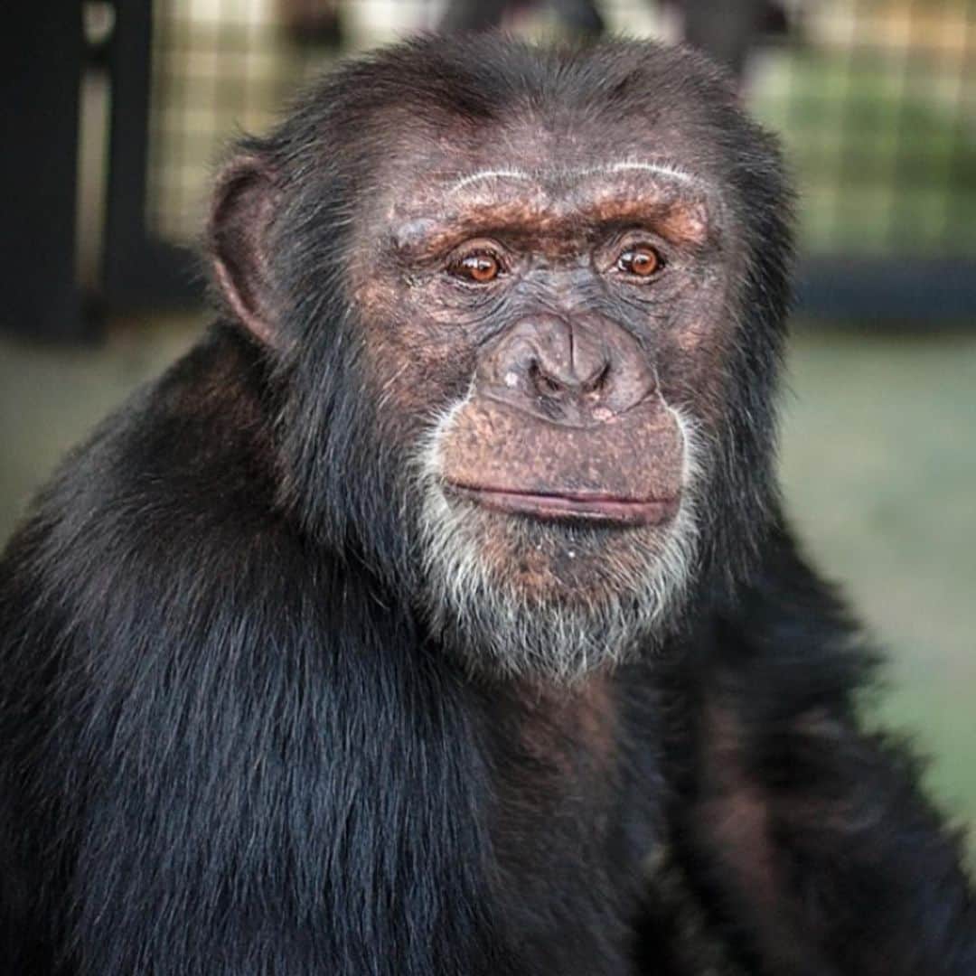 ジュディ・グリアさんのインスタグラム写真 - (ジュディ・グリアInstagram)「HAPPY GIVING TUESDAY!! Please join me in supporting former research chimpanzees @projectchimps who’ve made it out of the lab and into sanctuary. These chimps have spent their whole lives in medical research. Our support on #GivingTuesday will help get more chimps out of the lab and living the life they deserve.  See my bio for the link to donate. No donation is too small! http://bit.ly/give4chimps2019」12月4日 2時28分 - missjudygreer