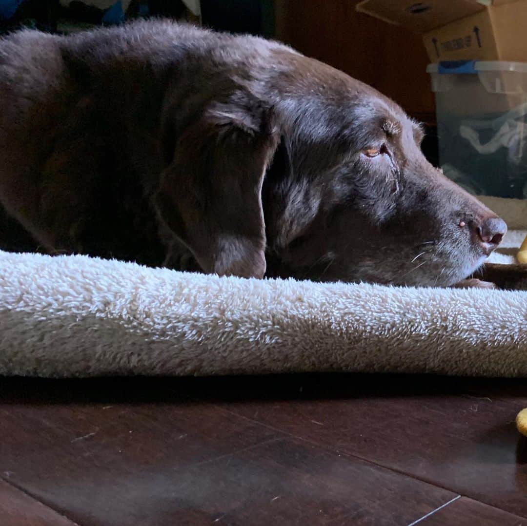 ケヴィン・スミスさんのインスタグラム写真 - (ケヴィン・スミスInstagram)「This is Louis, the third dog I’ve ever owned and the perennial middle child in our extended canine family. Sadly, after 15 years in the Smith/Schwalbach house, blind-ish, deaf and crippled Poo-Poo will be leaving us tomorrow. I’ve only had to make this heartbreaking choice for a voiceless best friend once before - with our second dog, Mulder (Scully, our first dog, passed in her sleep) and I still reel whenever I think of whether or not I even had a right to decide to end one of my favorite lives. And now, I’ll carry this choice for Louis like a cross the rest of my life, racked with guilt over calling the Vet for that last house call. The next 24 hours will be nothing but love and food for my favorite chocolate Lab in the world. This is the only downside to loving dogs: having to let them go. I know it’s time, but I’m not sure I have the strength to say g’bye... #KevinSmith #dogs #dogsofinstagram」12月4日 2時59分 - thatkevinsmith