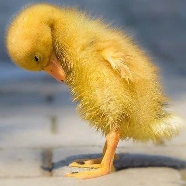 Baby Animalsさんのインスタグラム写真 - (Baby AnimalsInstagram)「Baby ducks are so fuzzy and cute!」12月4日 3時06分 - thebabyanimals