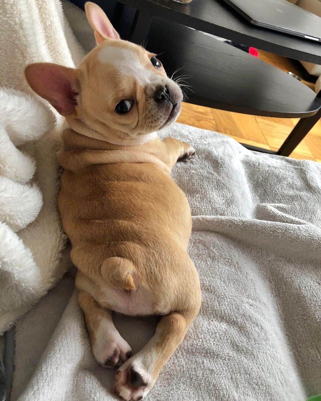 DogsOf Instagramのインスタグラム：「“meet emma bear 🐻. losing chlo was the hardest thing I’ve ever endured, and i’ll miss her forever. emma has helped so much with the healing and I’m so excited to share her with you ❤️” writes @chloetheminifrenchie  #dogsofinstagram」