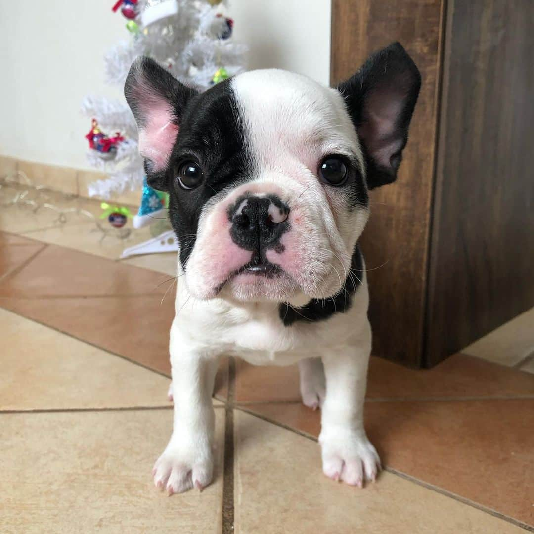 Regeneratti&Oliveira Kennelさんのインスタグラム写真 - (Regeneratti&Oliveira KennelInstagram)「Rate the cuteness 😍. Bella is available and looking for a forever home. For more info on her please DM. #christmastime #frenchie #frenchbulldog #puppy #cuteness」12月4日 4時27分 - jmarcoz