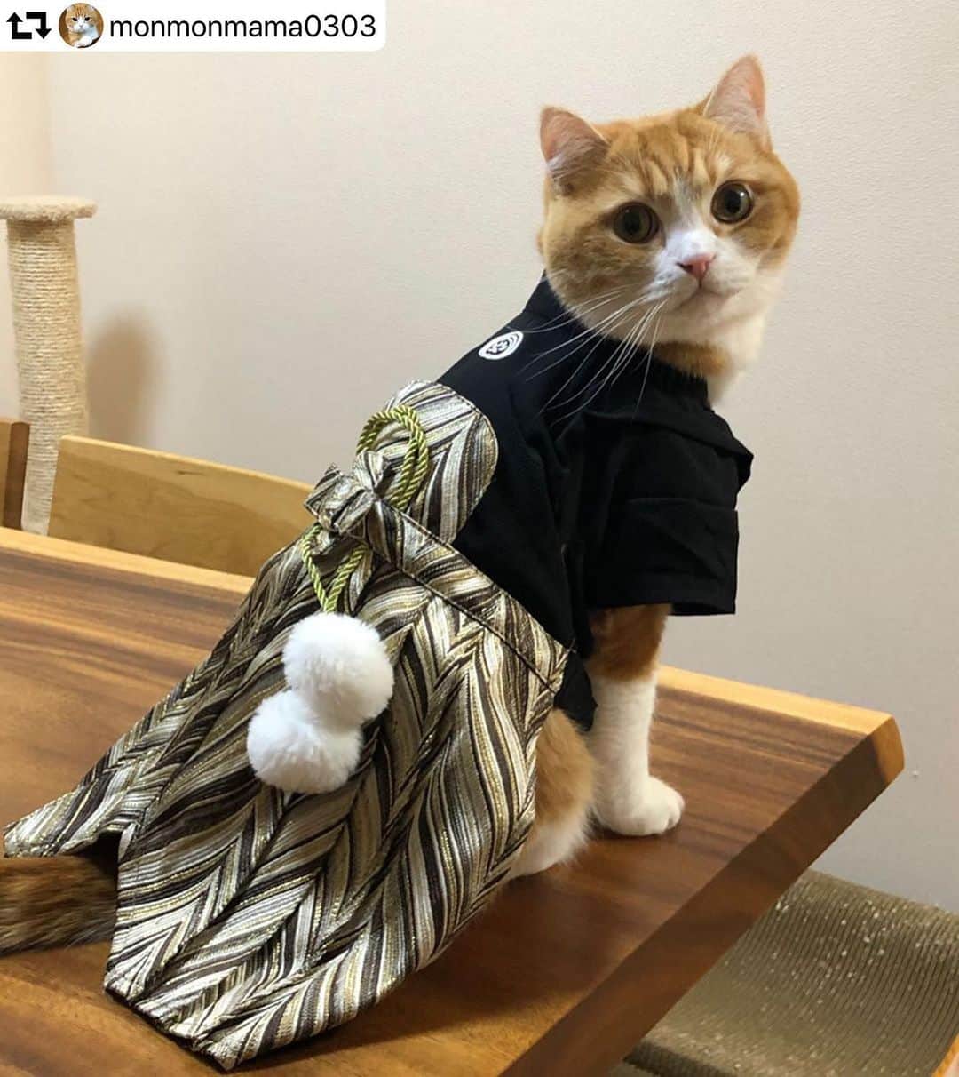 iDog&iCatのインスタグラム