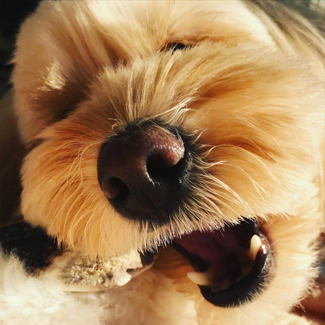 北山陽一のインスタグラム：「がじがじ夢中なおもち撮れた！  #きたやまおもち」