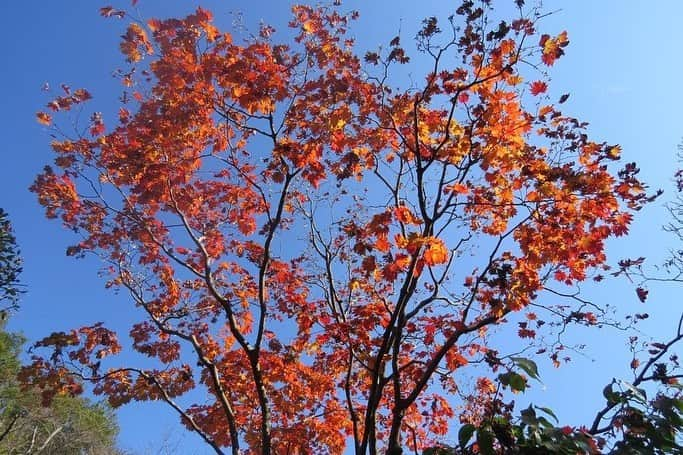 Soka Universityさんのインスタグラム写真 - (Soka UniversityInstagram)「Campus Seasonal Photos November ❷ 丹木の歳時記　霜月❷ #discoversoka #sodaigram #sokauniversity #hachioji #tokyo #japan #university #campus #nature #environment #global #students #beautiful  #november #fall #autumn #autumnleaves #autumncolors #創価大学 #八王子 #東京 #大学 #キャンパス #景色 #自然 #環境 #学生 #四季 #秋 #霜月」12月4日 13時56分 - sokauniversity