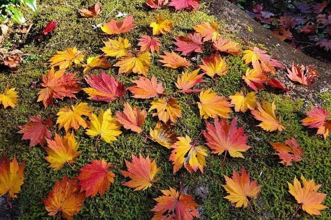 Soka Universityさんのインスタグラム写真 - (Soka UniversityInstagram)「Campus Seasonal Photos November ❷ 丹木の歳時記　霜月❷ #discoversoka #sodaigram #sokauniversity #hachioji #tokyo #japan #university #campus #nature #environment #global #students #beautiful  #november #fall #autumn #autumnleaves #autumncolors #創価大学 #八王子 #東京 #大学 #キャンパス #景色 #自然 #環境 #学生 #四季 #秋 #霜月」12月4日 13時56分 - sokauniversity