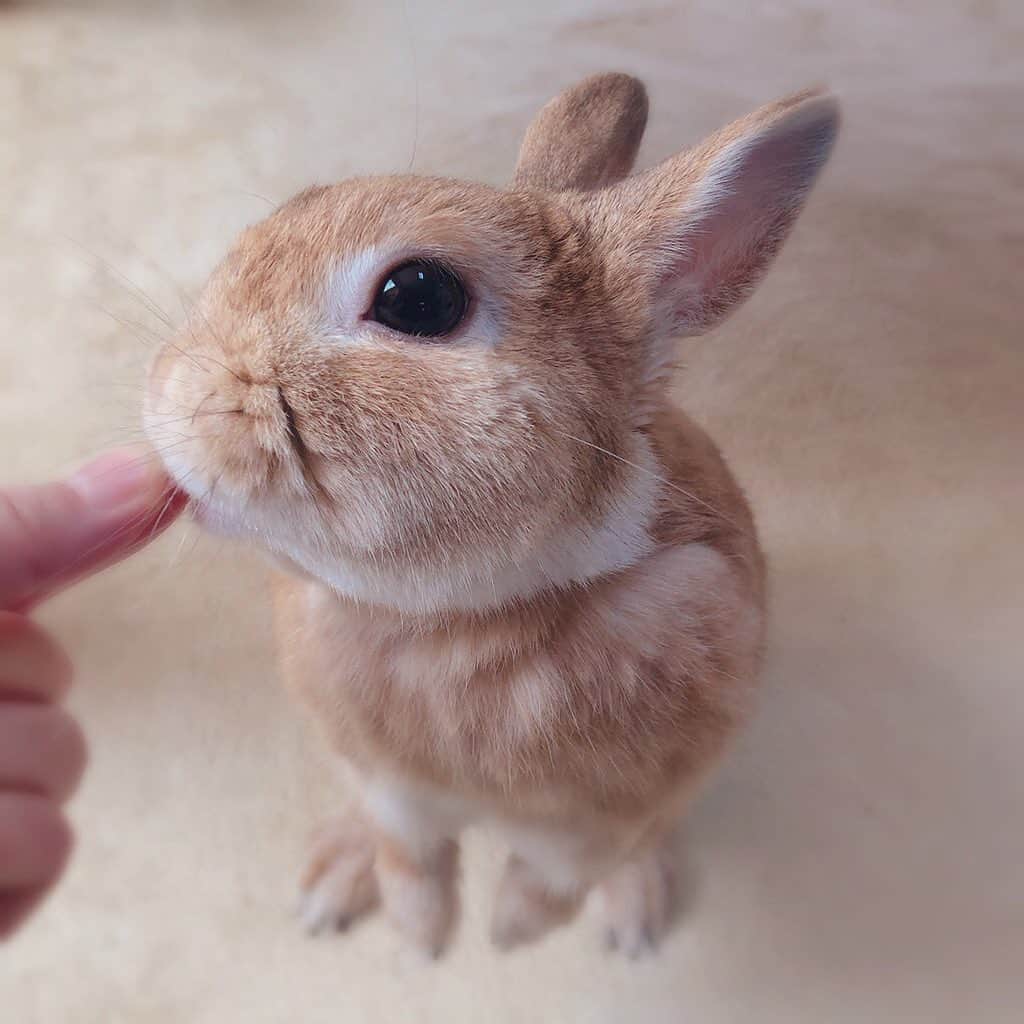 ラン?さんのインスタグラム写真 - (ラン?Instagram)「おてて見せて～( ˙꒳​˙ )) おやつく～ださいっ！！ (・∀・´+)ふふん✨ ☆ #おねだり上手  #うさぎ #ネザーランドドワーフ #rabbit #bunny #bunnystagram  #rabbitstagram  #cute  #かわいい #ふわもこ部  #もふもふ  #zip写真部  #アニマル写真部 #instagramjapan #netherlanddwarf #うさぎと暮らす  #うさぎのいる暮らし #癒し #kawaii #ランちゃん  2019.12.04」12月4日 14時04分 - mofumofuusako