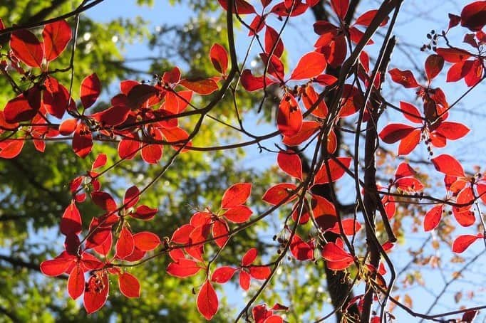 Soka Universityさんのインスタグラム写真 - (Soka UniversityInstagram)「Campus Seasonal Photos November ❸ 丹木の歳時記　霜月❸ #discoversoka #sodaigram #sokauniversity #hachioji #tokyo #japan #campus #university #fall #autumn #nature #environment #beautiful #創価大学 #八王子 #東京 #大学 #キャンパス #自然 #11月 #環境 #霜月 #秋」12月4日 14時04分 - sokauniversity