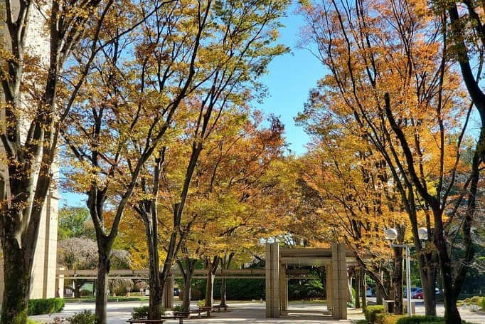 Soka Universityさんのインスタグラム写真 - (Soka UniversityInstagram)「Campus Seasonal Photos November ❸ 丹木の歳時記　霜月❸ #discoversoka #sodaigram #sokauniversity #hachioji #tokyo #japan #campus #university #fall #autumn #nature #environment #beautiful #創価大学 #八王子 #東京 #大学 #キャンパス #自然 #11月 #環境 #霜月 #秋」12月4日 14時04分 - sokauniversity