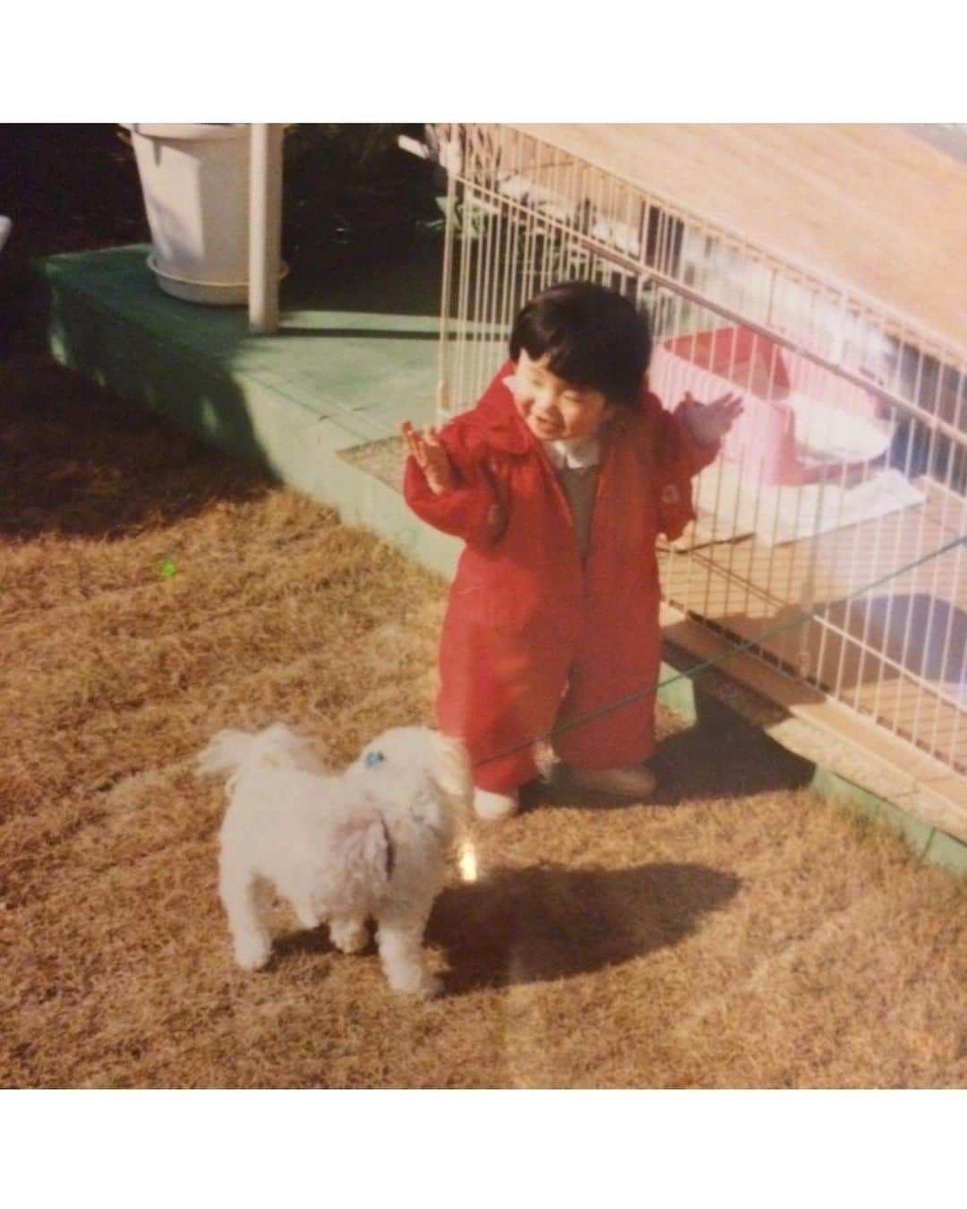 一木美里さんのインスタグラム写真 - (一木美里Instagram)「She got one year older too❤️My best friend,precious family❤️ ベルちゃんもひとつ大人になりました🐶大切な家族で親友、いつも癒してくれることに感謝です✨✨ 子供の頃 一緒に育ったランボー🐶アリス🐶にも手を合わせる今日です✨✨✨ . . . #cutedog#dogs#pet#animallovers#dogstagram#ワンちゃん#トイプードル#ベル#ヨークシャテリア#アリスマルチーズ#ランボー#멍멍이」12月4日 14時08分 - misato_ichiki