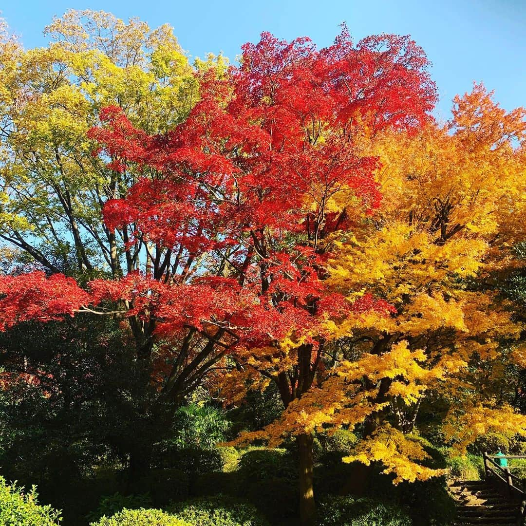 前川泰之さんのインスタグラム写真 - (前川泰之Instagram)「台本読もうと公園に来たら、、 こんなラッキーな景色に出逢いました😊✨ 今夜もNHKドラマ『パラレル東京』よろしくお願いします！夜10時です！  #紅葉　#パラレル東京」12月4日 14時22分 - maekawa_yasuyuki_official