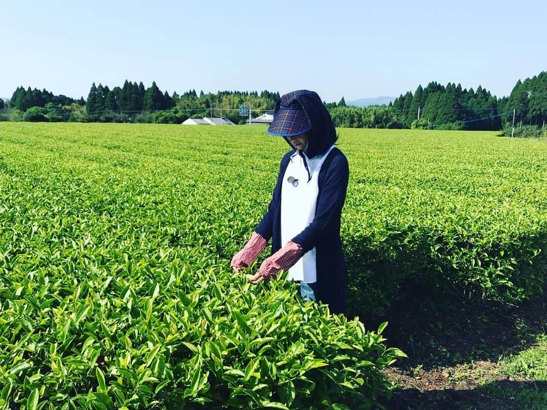 迫田さおりさんのインスタグラム写真 - (迫田さおりInstagram)「・ 去年KKBかごときでお世話になった、知覧心茶堂様から知覧紅茶頂いちゃいました‼︎ #発酵ギャバティー  #ハートペコーオール  #爽風  をいただきました😊 ありがとうございます‼︎ ・ 知覧は、知覧茶も有名だけど知覧紅茶も作ってるんですよーぉ😊 ・ 寒くなる季節、温かい飲み物飲んで心も身体もポカポカにならなきゃ(*´꒳`*) ・ ・ #鹿児島  #知覧心茶堂 #知覧紅茶」12月4日 15時06分 - saori.rio