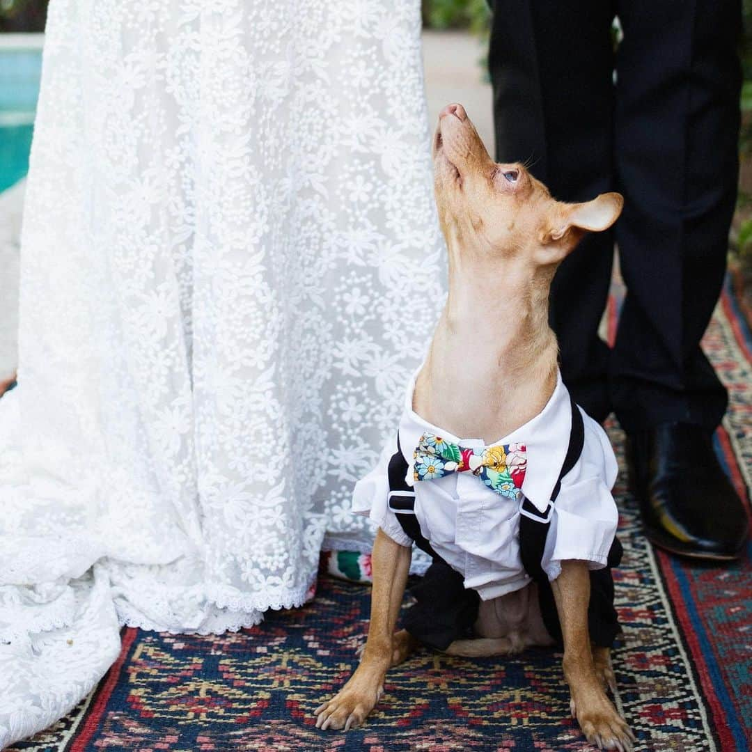 Tuna {breed:chiweenie} さんのインスタグラム写真 - (Tuna {breed:chiweenie} Instagram)「3 years ago today, we asked this handsome #toodlebrain to be our ring bearer. Thank goodness he said yes cause I don’t know where we would have found anyone cuter last minute to do the job. ps: Please do yourself a favour and zoom in on the last photo 😍. 📸: @agallant」12月4日 6時21分 - tunameltsmyheart